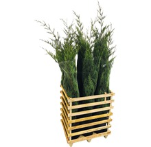 Plusieurs faux cyprès dans une caisse en bois