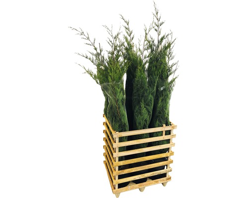 Plusieurs faux cyprès dans une caisse en bois