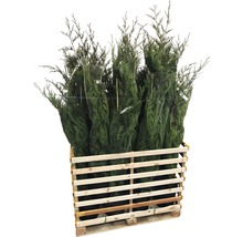 Palette avec plusieurs conifères, emballés dans un filet