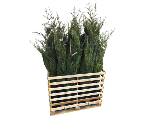 Palette avec plusieurs conifères, emballés dans un filet