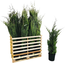 Plusieurs cyprès colonnaires dans un conteneur en bois et un cyprès colonnaire dans un pot