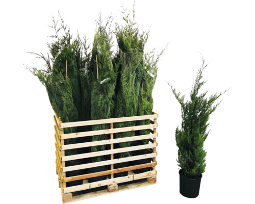 Plusieurs cyprès colonnaires dans un conteneur en bois et un cyprès colonnaire dans un pot