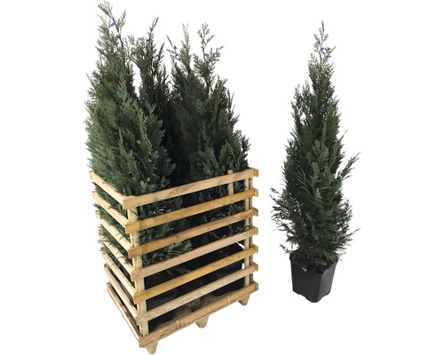 Blaue Säulenzypresse, Scheinzypresse FloraSelf Chamaecyparis lawsoniana 'Columnaris Glauca' H 125-150 cm im ClickCo (6 Stk) 1 Halbpalette