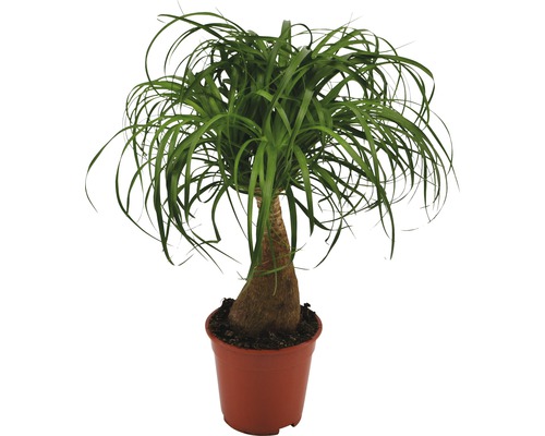 Mélange tropical de plantes vertes FloraSelf pot de 17 cm