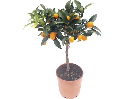 Kumquatier en pot avec fruits et feuilles