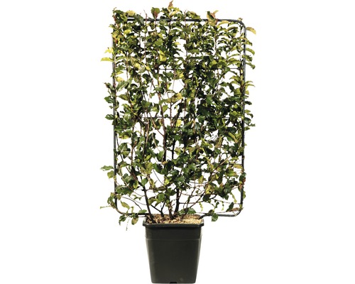 Photinia fraseri en espalier FloraSelf 'Magical Volcano' h 120 x l 80 cm pot 30 l