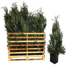 Mehrere Zypressen in einem Holzgitter und eine einzelne Zypresse in einem Topf