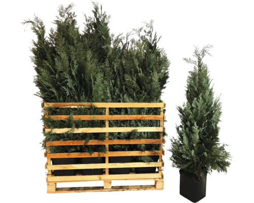 Mehrere Zypressen in einem Holzgitter und eine einzelne Zypresse in einem Topf