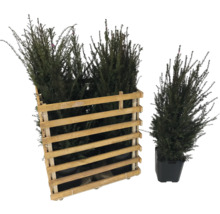 L'image représente des plantes de haies à feuilles persistantes dans une caisse en bois et un pot de fleurs.