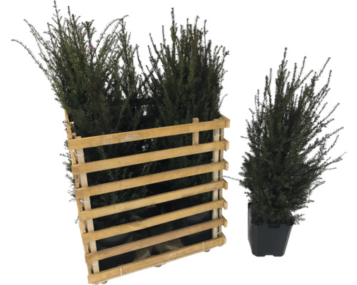 L'image représente des plantes de haies à feuilles persistantes dans une caisse en bois et un pot de fleurs.