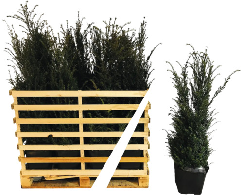 If commun dans un conteneur en bois et en pot