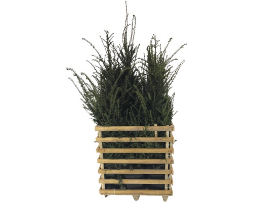 If planté dans un seau en bois