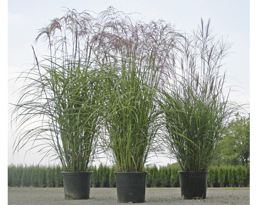 Drei Chinaschilf Pflanzen in Töpfen