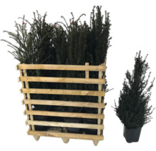 Plantes d'ifs dans une caisse en bois et if unique en pot