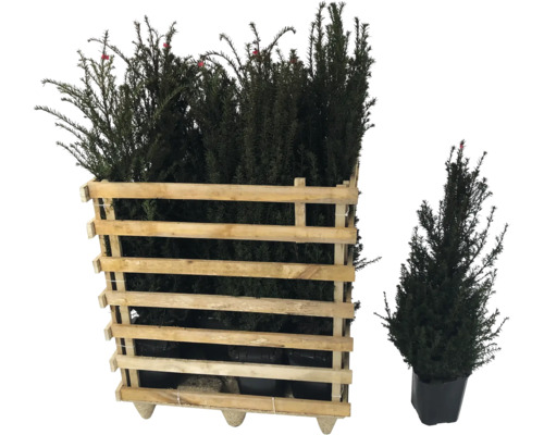 Plantes d'ifs dans une caisse en bois et if unique en pot