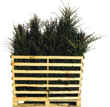 Palette mit immergrünen Eibenpflanzen für den Garten