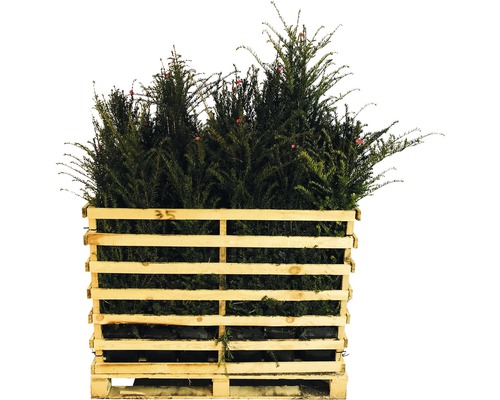 Palette mit immergrünen Eibenpflanzen für den Garten