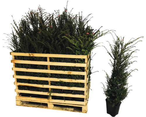 Europäische Eiben in Holzpalette und einzelnem Topf