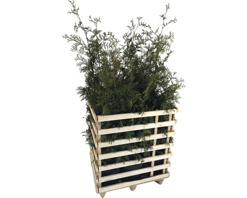 6 x Thuja occidentalis FloraSelf 'Brabant' H 125-150 cm ClickCo pour env. 3 m de haie