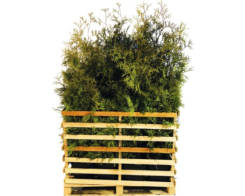 Thuya FloraSelf Thuja occidentalis 'Brabant' H&nbsp;125-150&nbsp;cm en ClickCo (15&nbsp;pièces) 1&nbsp;palette