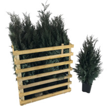 Thuyas dans une caisse en bois et en pot