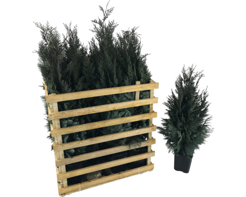 Thuyas dans une caisse en bois et en pot