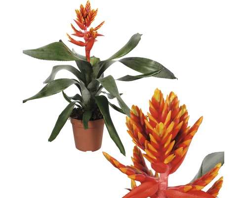 Bromélia FloraSelf Aechmea x 'Pepita Elegant Flames' H 40-45 cm Ø 12 cm Pot