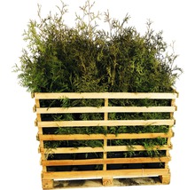 Lebensbäume in einer Holzpalette