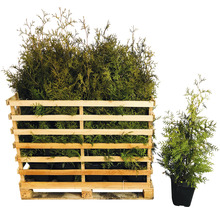 Lebensbäume in einer Holzkiste und einem Topf