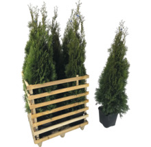 Lebensbäume im Holzkasten und Topf