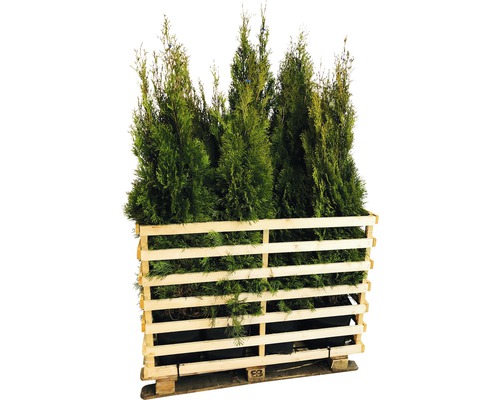 Thuya FloraSelf Thuja occidentalis 'Smaragd' H&nbsp;125-150&nbsp;cm en ClickCo (15&nbsp;pièces) 1&nbsp;palette