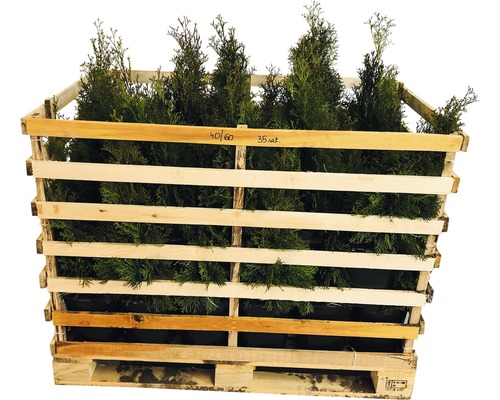 35 x Thuja occidentalis FloraSelf 'Smaragd' H 40-60 cm ClickCo pour env. 12 m de haie