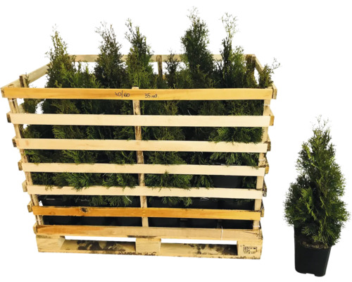 Lebensbäume in einer Holzkiste und ein Lebensbaum in einem Topf.