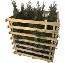 Palette de conifères pour le jardin