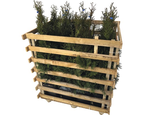 12 x Thuja occidentalis FloraSelf 'Smaragd' H 60-80 cm ClickCo pour env. 4 m de haie