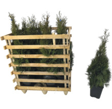 Lebensbäume in einer Holzkiste und ein Lebensbaum im Topf.