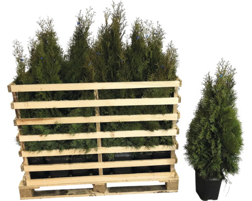 Holzkiste mit Thuja-Pflanzen und eine einzelne Thuja im Topf