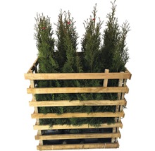 Thuja-Pflanzen in einer Holzkonstruktion für den Transport