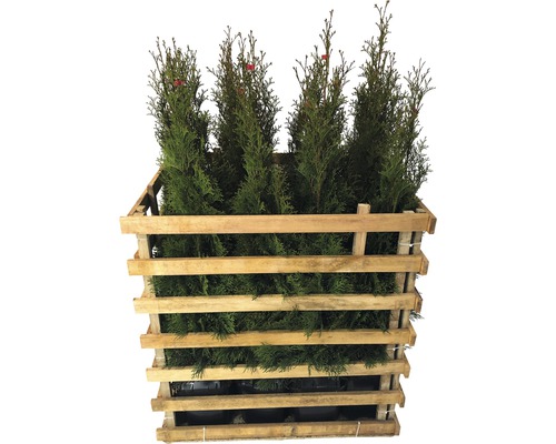 Thuya FloraSelf Thuja occidentalis 'Smaragd' H&nbsp;80-100&nbsp;cm en ClickCo (12&nbsp;pièces) 1&nbsp;demi-palette