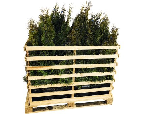 Thuya FloraSelf Thuja occidentalis 'Smaragd' H&nbsp;80-100&nbsp;cm en ClickCo (35&nbsp;pièces) 1&nbsp;palette