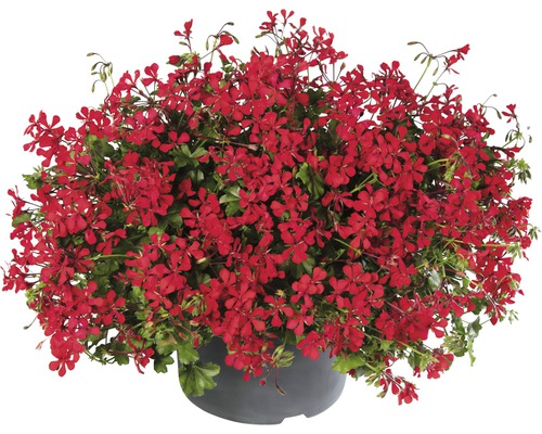 Géranium retombant FloraSelf® pot de 10,5 cm sélection aléatoire de variétés Géranium en pot avec des fleurs rouges