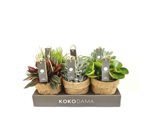 Verschiedene Zimmerpflanzen in Kokosfaser-Töpfen auf einem Tablett