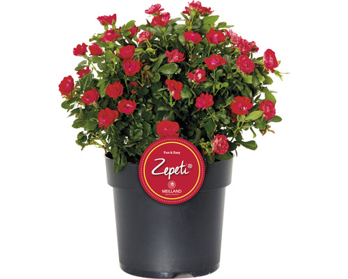 Rose "Zepeti" h env. 30 cm Co, 3,5 L Busch