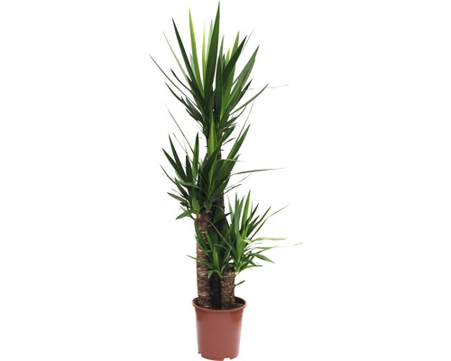 Yucca filamenteux 150-160 cm
