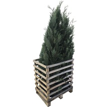 Cyprès colonnaire bleu, faux cyprès FloraSelf Chamaecyparis lawsoniana 'Columnaris Glauca' H 150-175 cm Co 12 L (6 pcs) 1 demi-palette