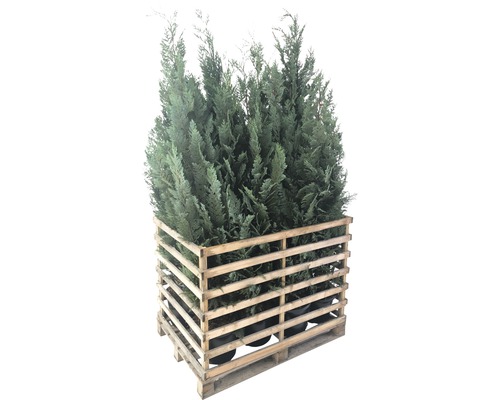 Faux cyprès bleu FloraSelf Chamaecyparis lawsoniana 'Columnaris Glauca' H 150-175 cm dans Co 12 L (12 unités) 1 palette