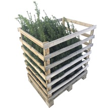 Plantes d''ifs dans un conteneur en bois sur palette