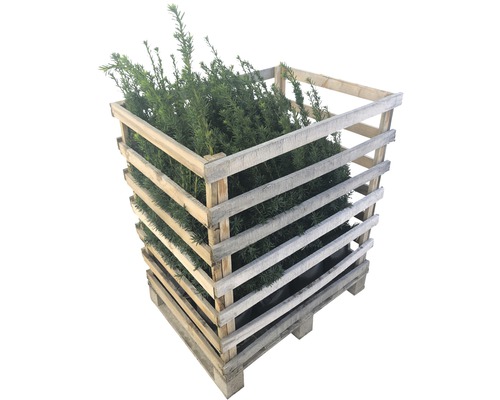 Plantes d''ifs dans un conteneur en bois sur palette