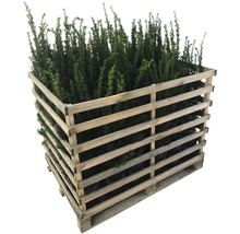 Palette de plantes d''if dans une grille en bois