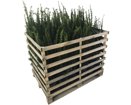 Palette de plantes d''if dans une grille en bois